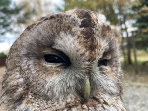 Kolejny puszczyk zawitał do Mysikr&oacute;lika