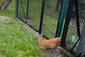 Dziękujemy OSP Godziszka i Policji ze Szczyrku za pomoc przy wyciąganiu sarny uwięzionej w bramie.
