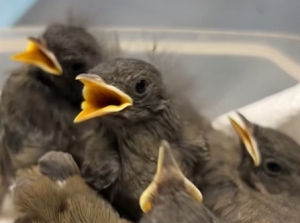Każde ptasie dziecko wydaje inne dźwięki, które są indywidualne dla danego gatunku.
