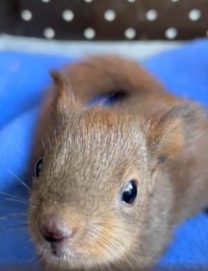 Wiewi&oacute;rkowy zawr&oacute;t głowy!