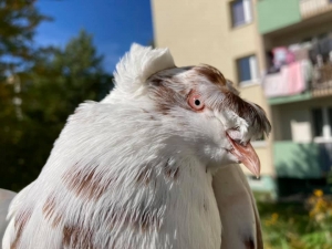 R&oacute;żne słowa cisną się na usta...