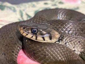 "Podziurawiony wąż"