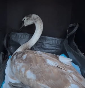 Zima to ciężki czas szczególnie dla wodnych ptaków.