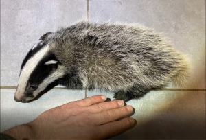 Powr&oacute;t do domu