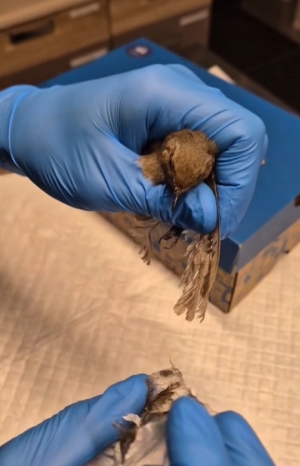 Lepy na owady to pułapki nie tylko dla insektów...