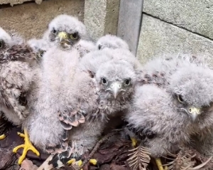 Ile widzicie dziobów do wykarmienia?