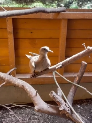 Pierwsza grupa sierp&oacute;wek wr&oacute;ciła na wolność!