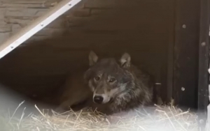 Sł&oacute;w kilka z okazji Dnia Wilka!