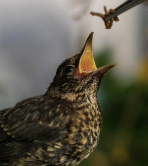 Kolejnym bohaterem naszego kalendarza jest &bdquo;kos wolontariusz&rdquo; !