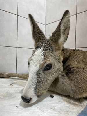 To prawdziwy szok m&oacute;c zobaczyć tak niecodziennie ubarwione zwierzę