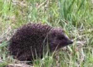 Jeże i kolacja dla saren