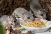 Dorastające popielice