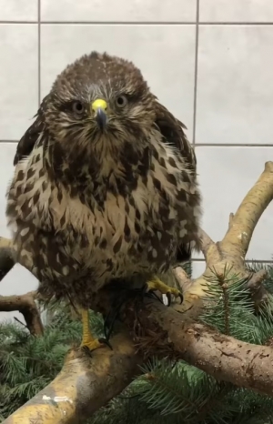 Myszoł&oacute;w wr&oacute;cił na wolność