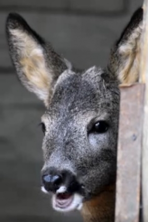 Zwr&oacute;ćcie uwagę na pierwsze sekundy filmu.