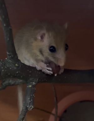 Nie każda &bdquo;myszka&rdquo; to myszka!