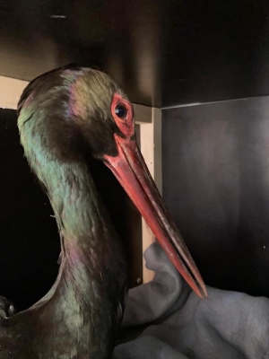 I powr&oacute;cił już trzeci raz!